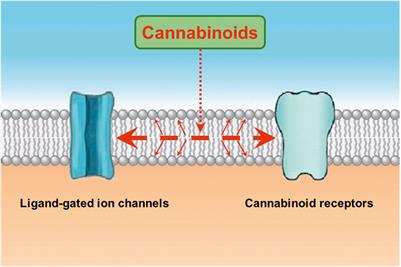 Effects of cannabinoids on ligand-gated ion channels